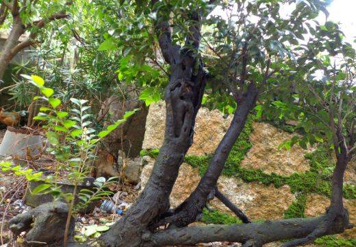 原创此植物名为黄檀性价比与紫檀相媲美但被农村长辈用来烧柴