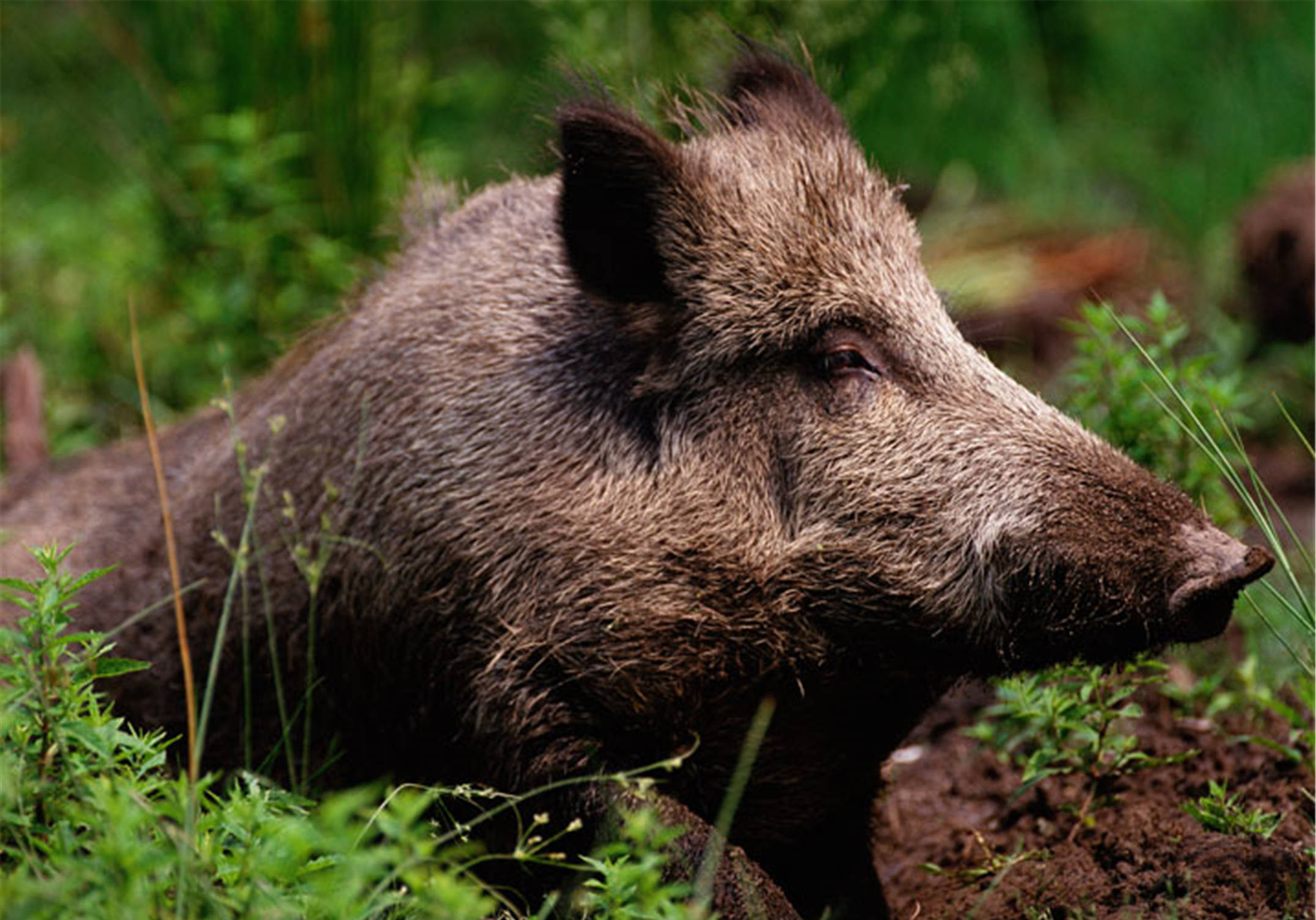 多地泛滥成灾,每天糟蹋粮食上千斤,农民无奈:打不得,抓不得_野猪