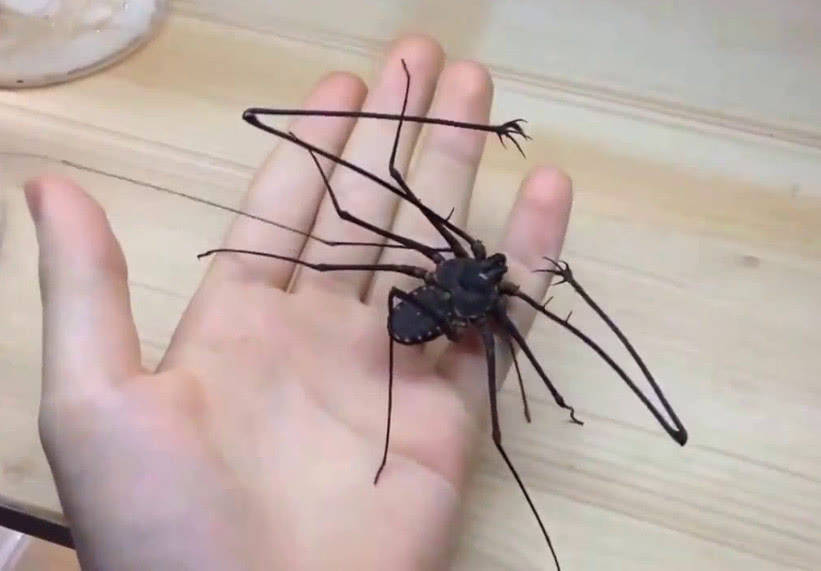 原创养了只无鞭蝎每天都撒娇要抱抱别看我长得丑可我还是个宝宝