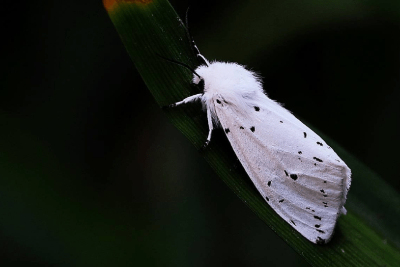 1男1女行吗?_蛾子