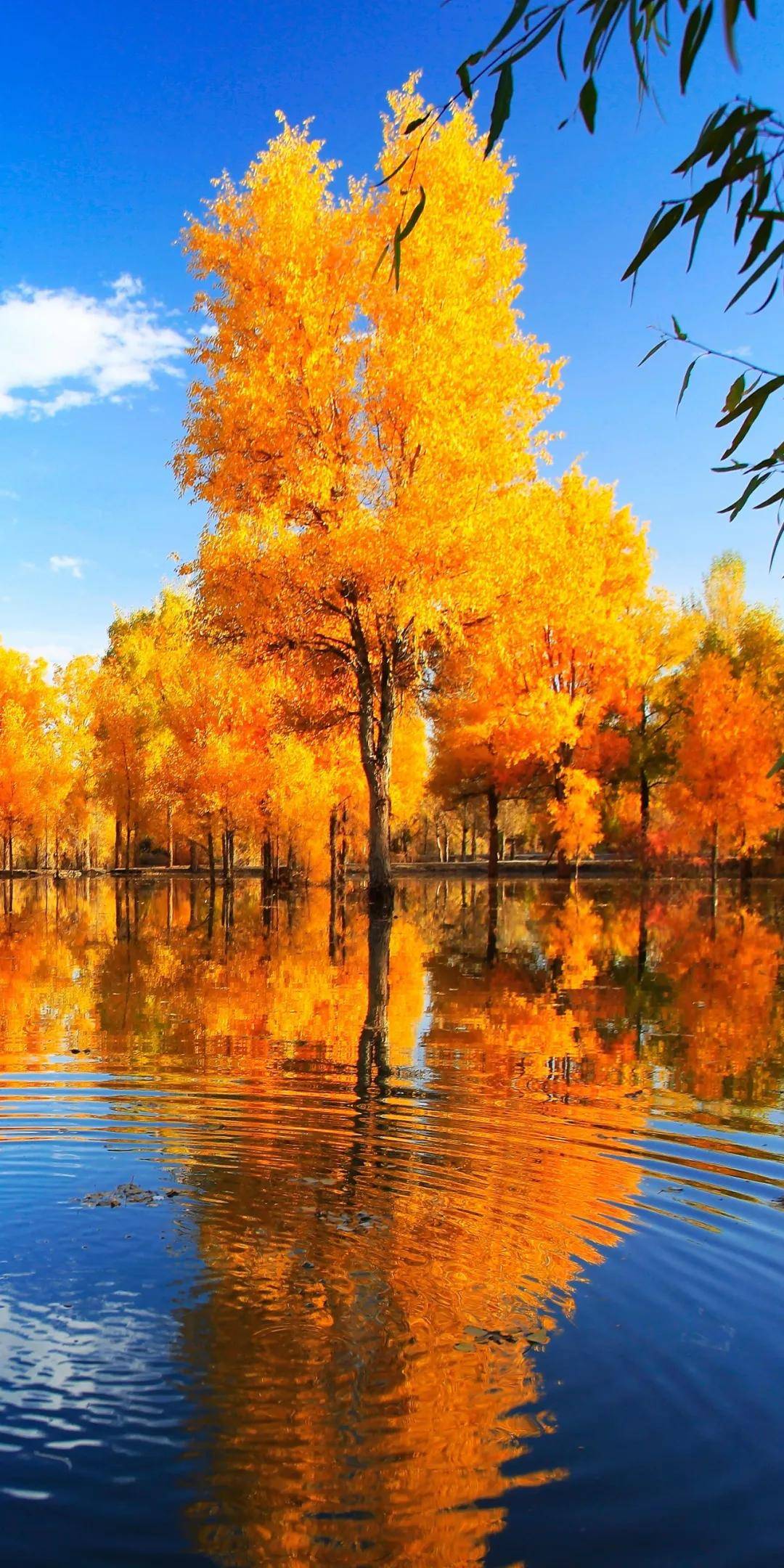 金秋游新疆 | 喀什金秋美景拍了拍你