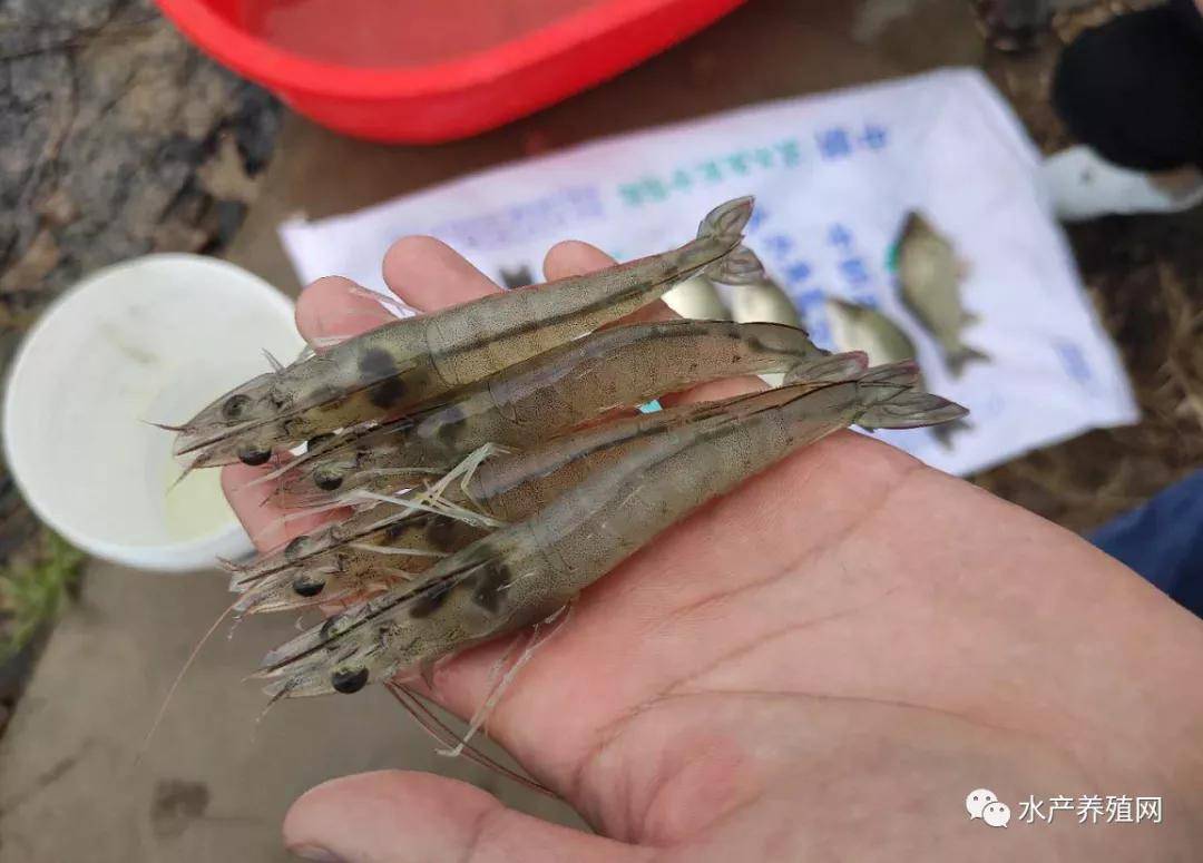 鹽城濱海,中朗飼料客戶張老闆的魚蝦混養塘裡的南美白對蝦,養的很不錯