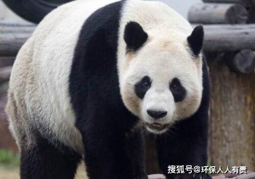 大熊猫雷雷癫痫发作去世_手机搜狐网