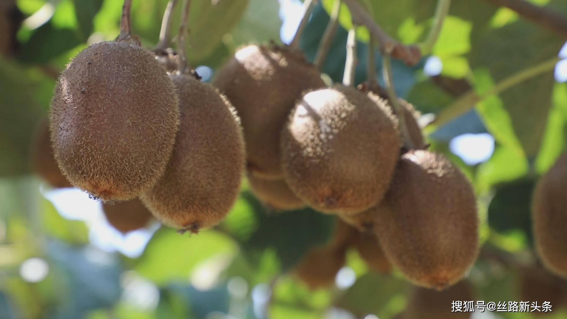 "武功猕猴桃"品牌评估价值超10亿元