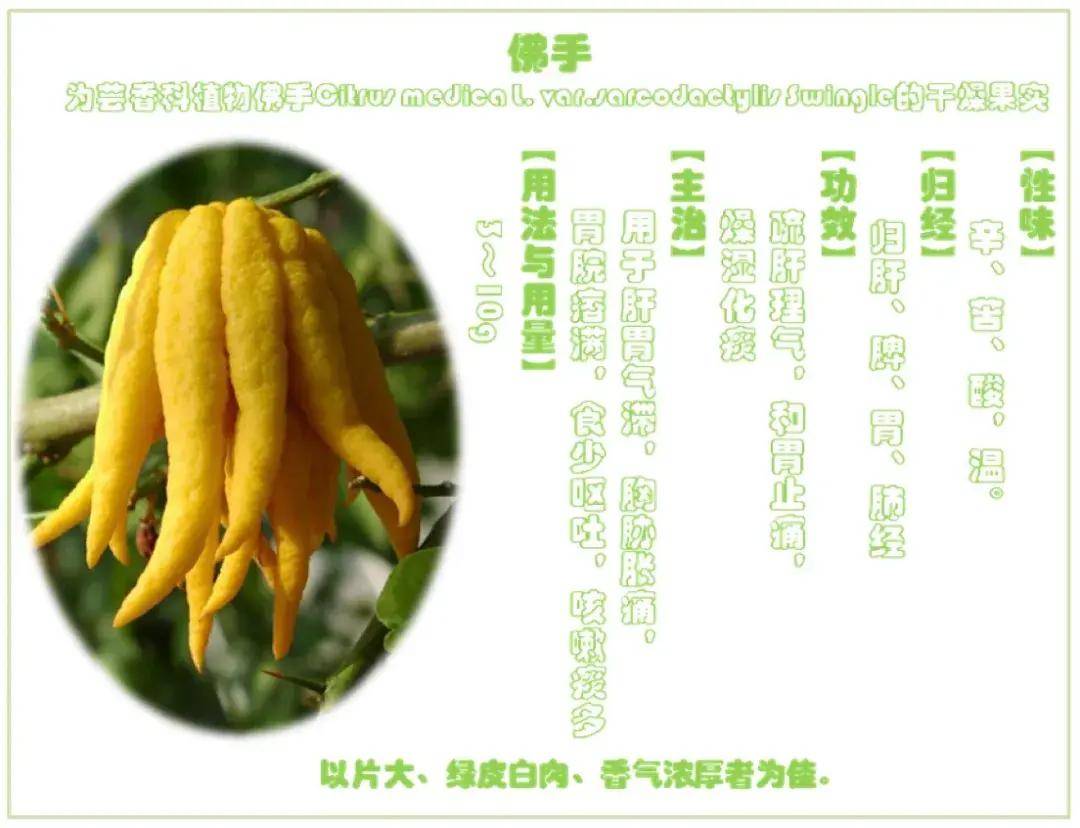 佛手 VS 佛手瓜,一字之差却大有不同_果实
