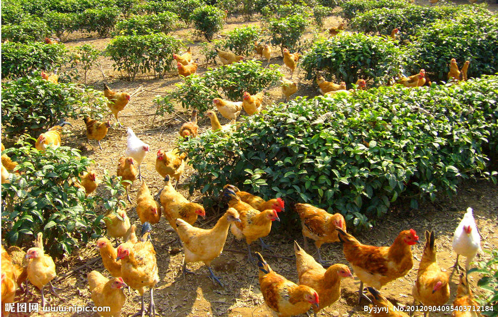 垃圾则应分选过筛,除去金属玻璃,塑料,砖石和炉渣,再经粉碎后发酵