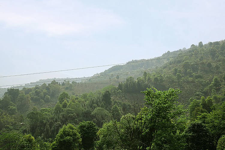 景迈最出名的古树茶园—大平掌