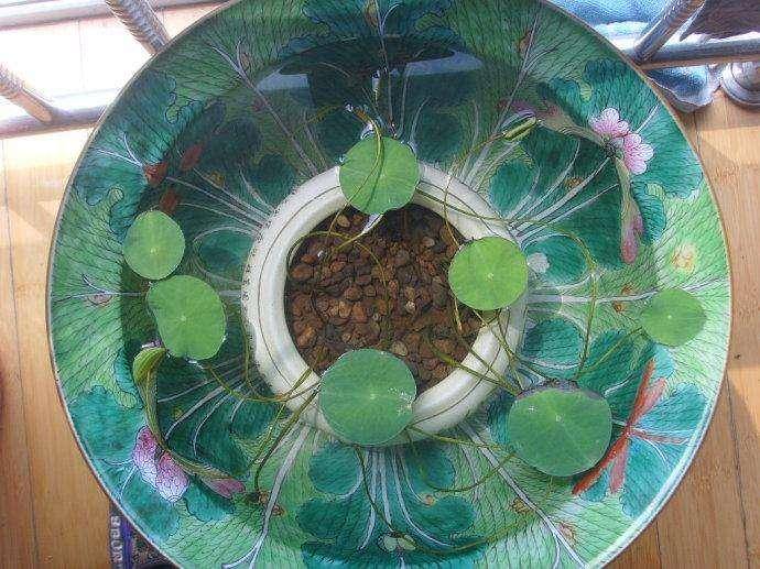 肯定是不适合在办公室里盆栽的,但碗莲不同,无土栽培也可以,那么我们