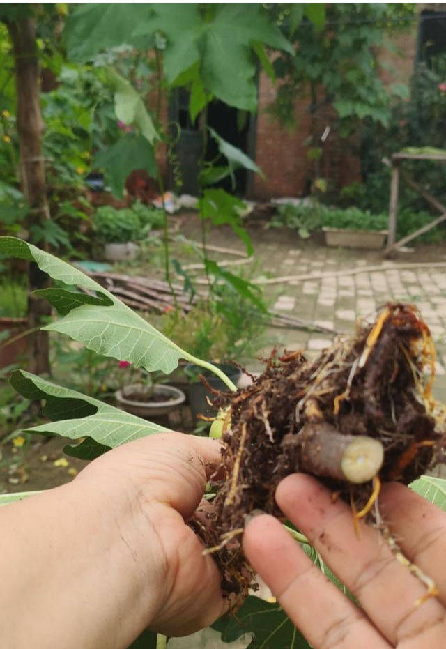 無花果不用扦插,套個塑料瓶,呼呼生白根,當年果子滿枝頭_繁殖