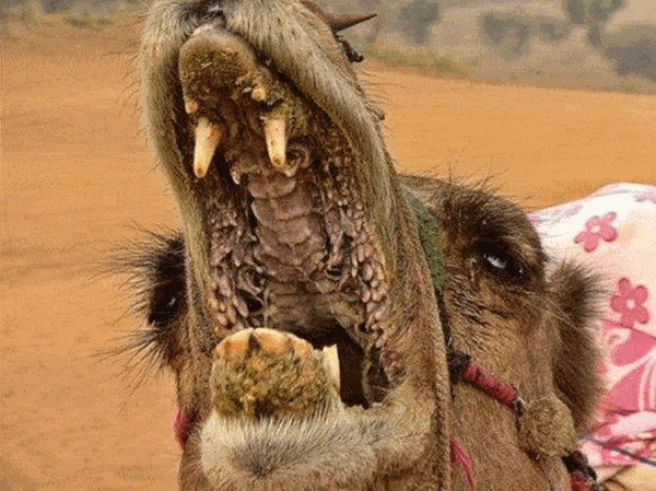 骆驼口腔内部图片