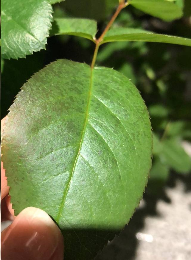原创蓝妖太意外了月季叶片出现大量小黄斑竟是因为这个原因