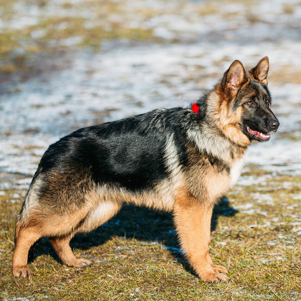 德国牧羊犬优点多多看完之后你还想养其他狗吗