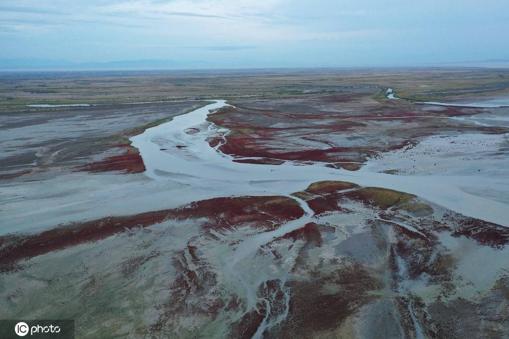 新疆博州艾比湖红海滩,碱蓬草沿湖岸盛开一片火红