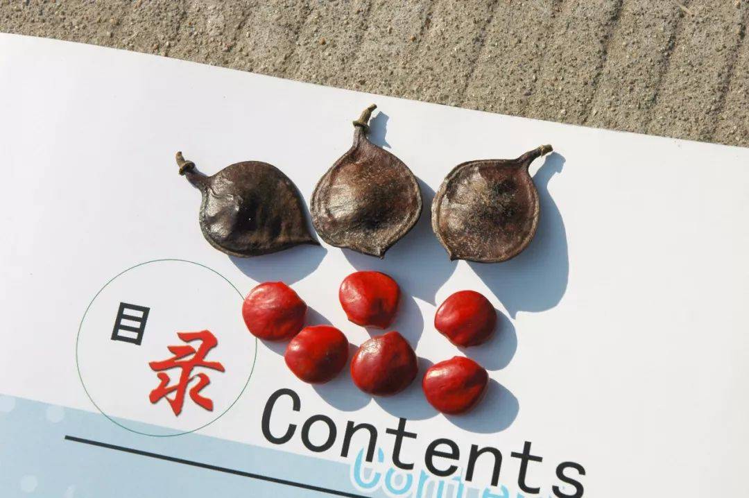 江阴快点来,顾山红豆树时隔五年再次结籽啦!