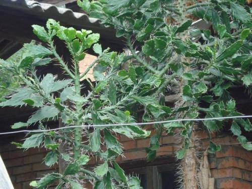 喜爱有样子的仙人掌,那么就养一颗千本剑吧.假