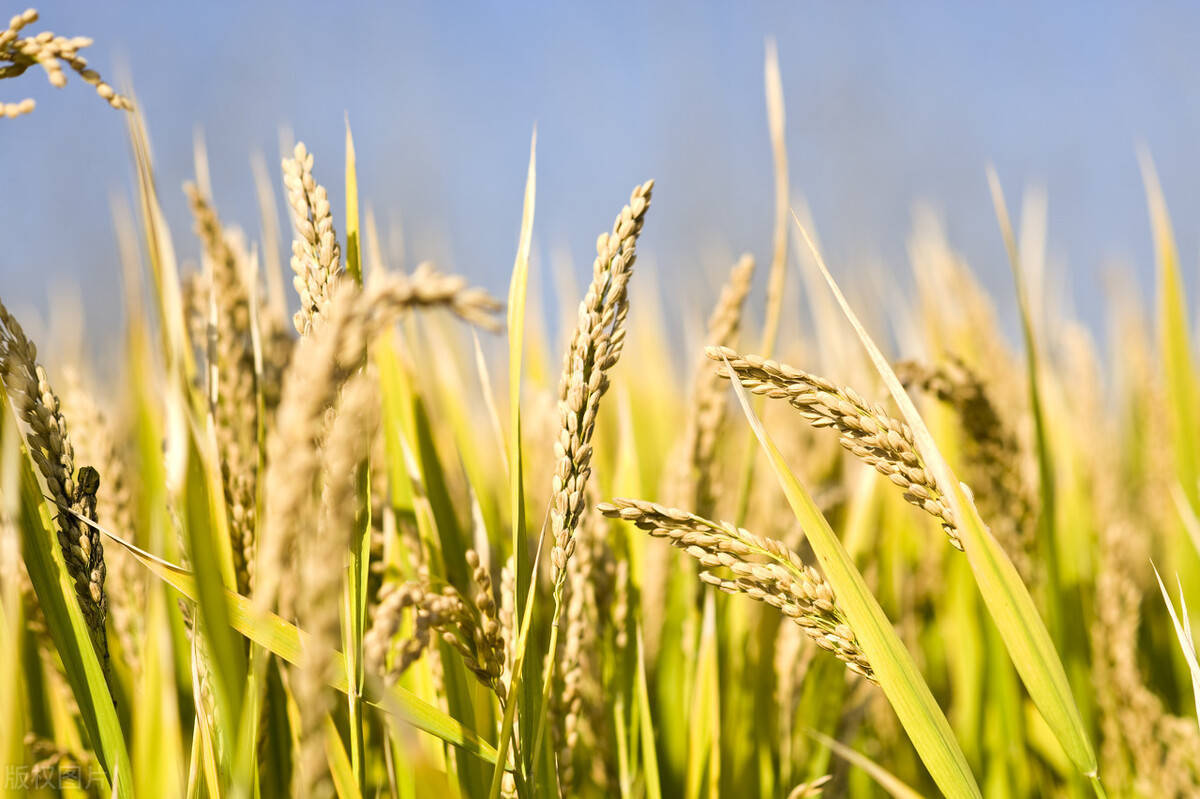 "寒露风"来啦!疯传的4个晚稻预防措施你必须知道