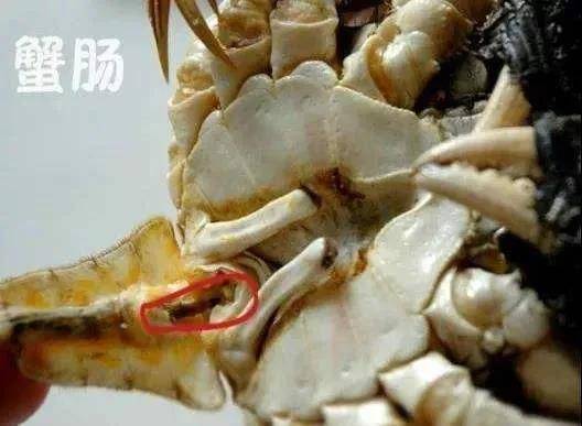 螃蟹肺吸虫图片