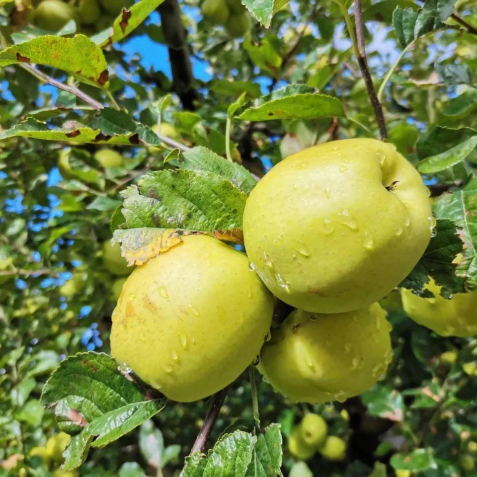 丰收啦小金苹果节今天开幕