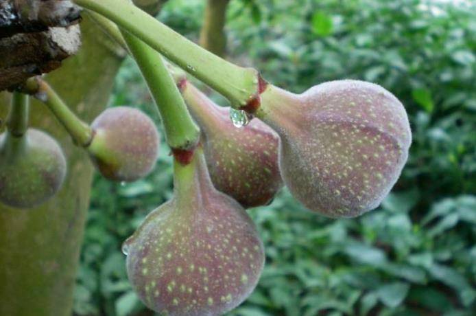 原创山上的假无花果男人吃了身体好女人吃了能美颜