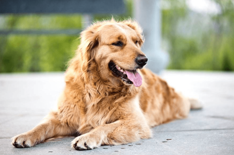 原创金毛被主人遗弃后瘦到只剩皮包骨趴在路边一直等主人出现