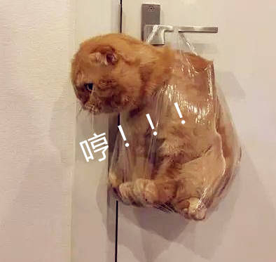 橘猫犯错竟然被主人这样惩罚