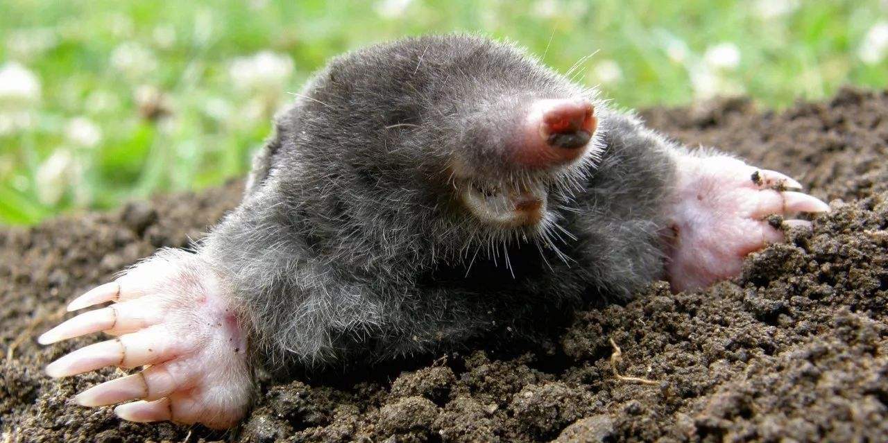 尤其是它的前爪子,就像是犁地的犁,十分有力,这种构造可以帮助鼹鼠掘