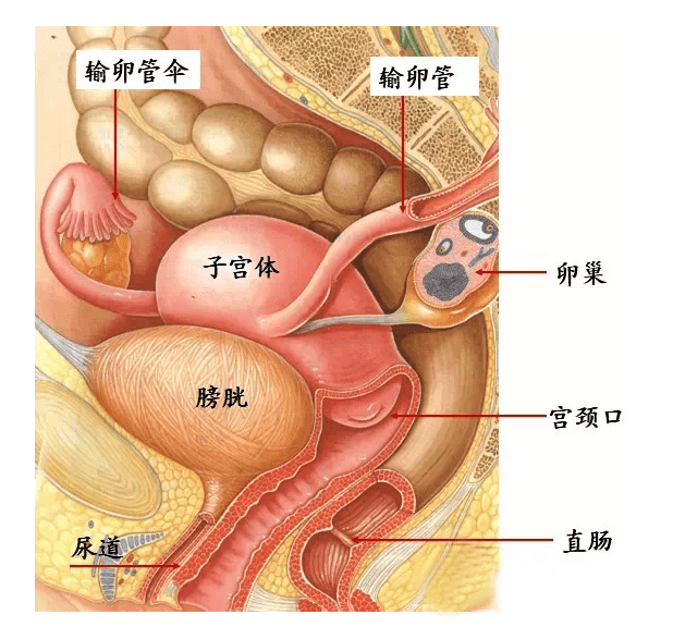 结构有一定的了解,我们可以看下图,从图中我们可以看到子宫在盆腔的