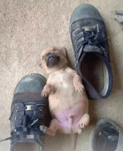 30张搞笑图片你要把我笑死继承我的两包辣条吗