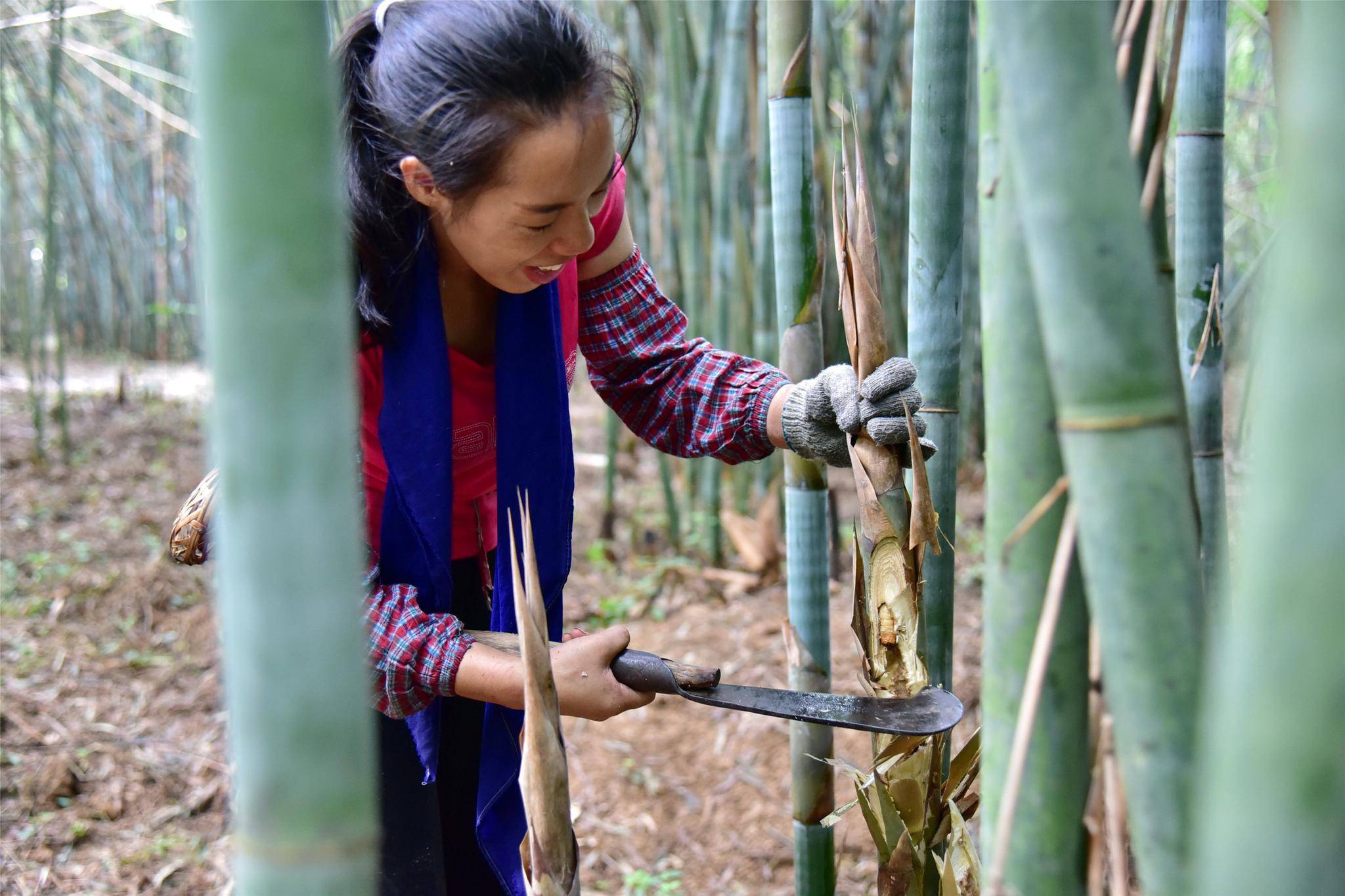 中国竹乡肇庆市广宁县活跃着一群专业捉虫人月入1.5万元