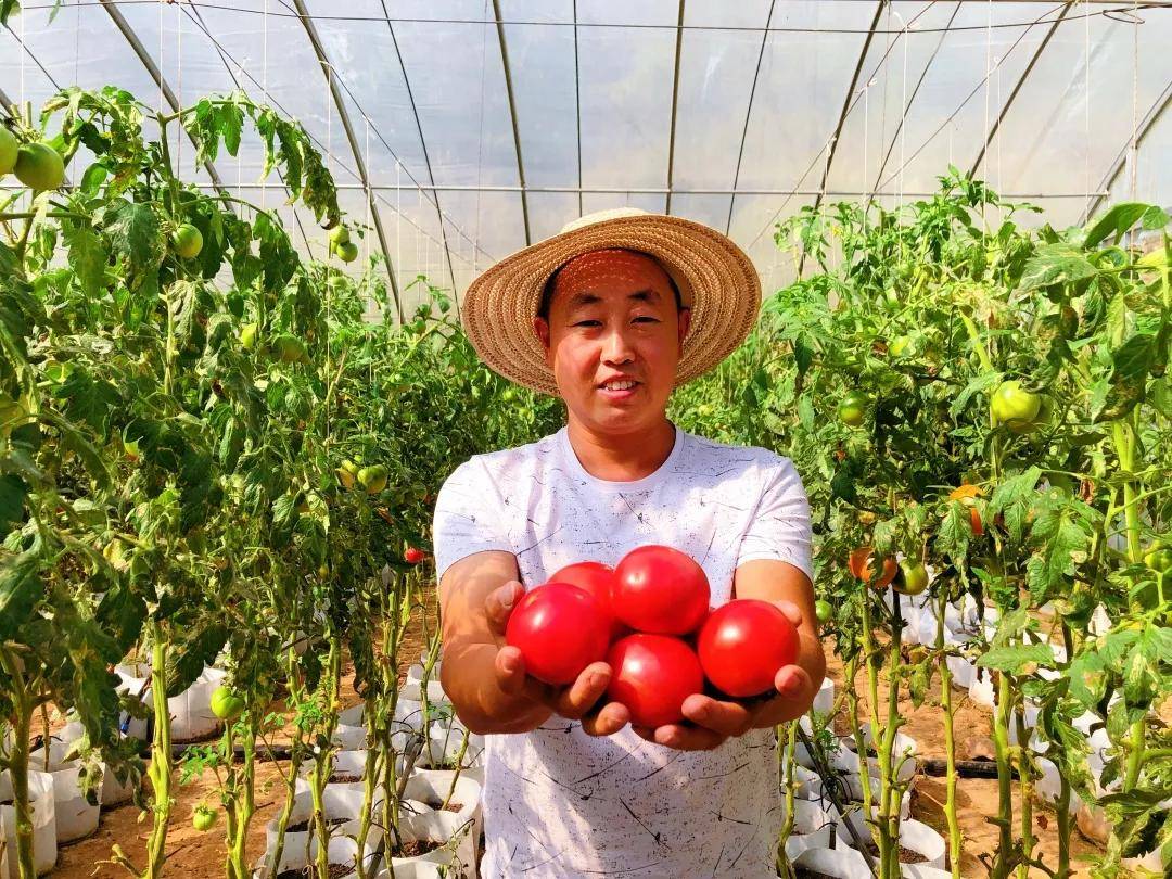 平山县番茄产业扶贫基地喜迎丰收