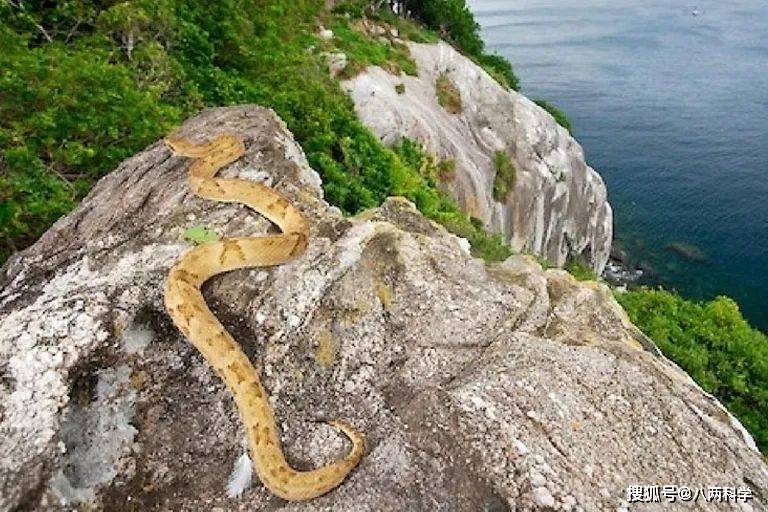 大凱馬達島也叫蛇島,島嶼面積為0.