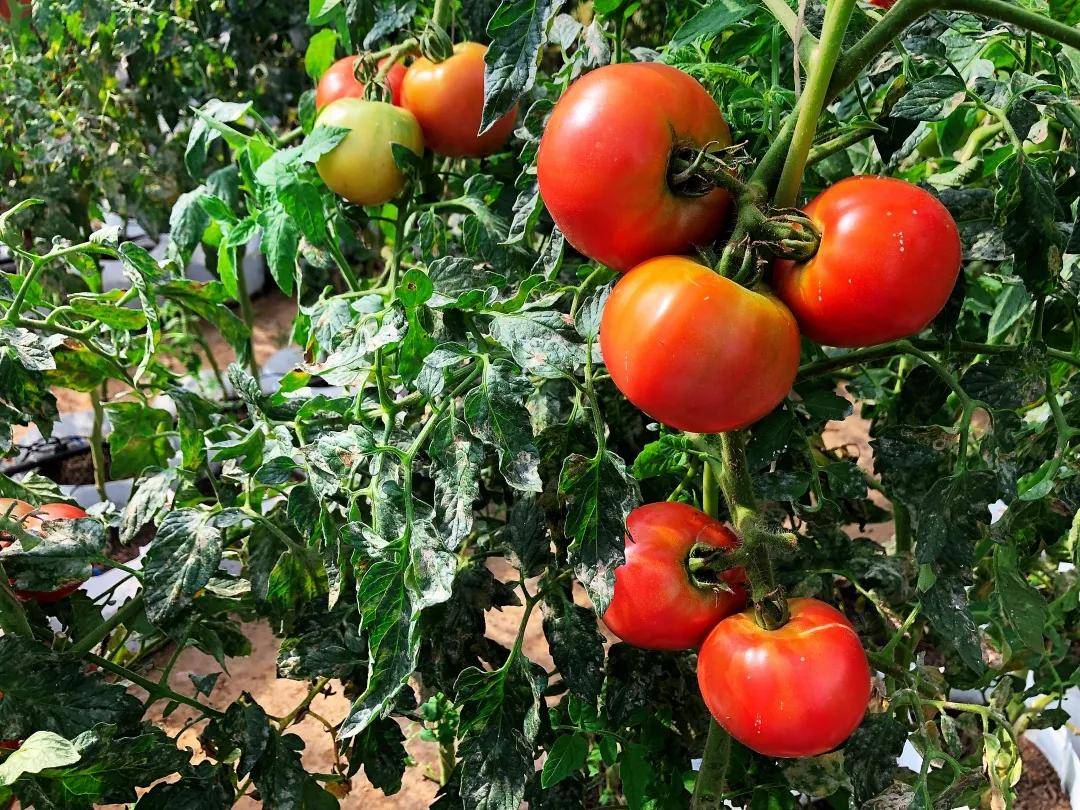 博兴西红柿采摘园图片