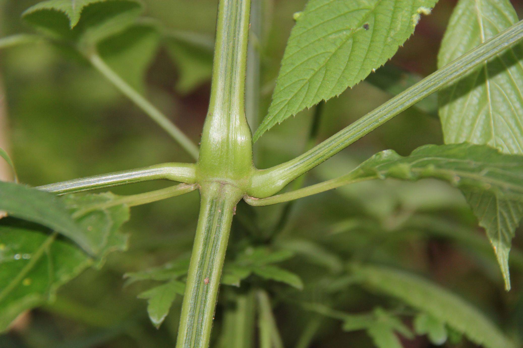 庆元植物1269苋科牛膝属柳叶牛膝原变型