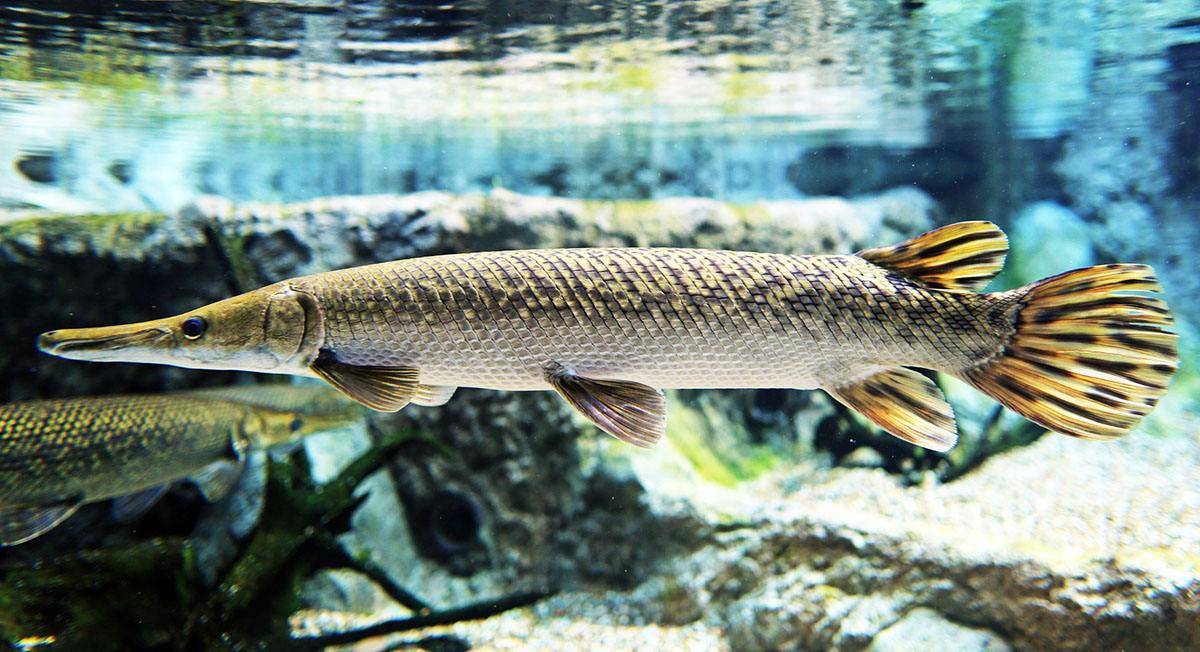 护城河中的鳄雀鳝,日本人无计可施,长达3米,号称淡水鱼的梦魇