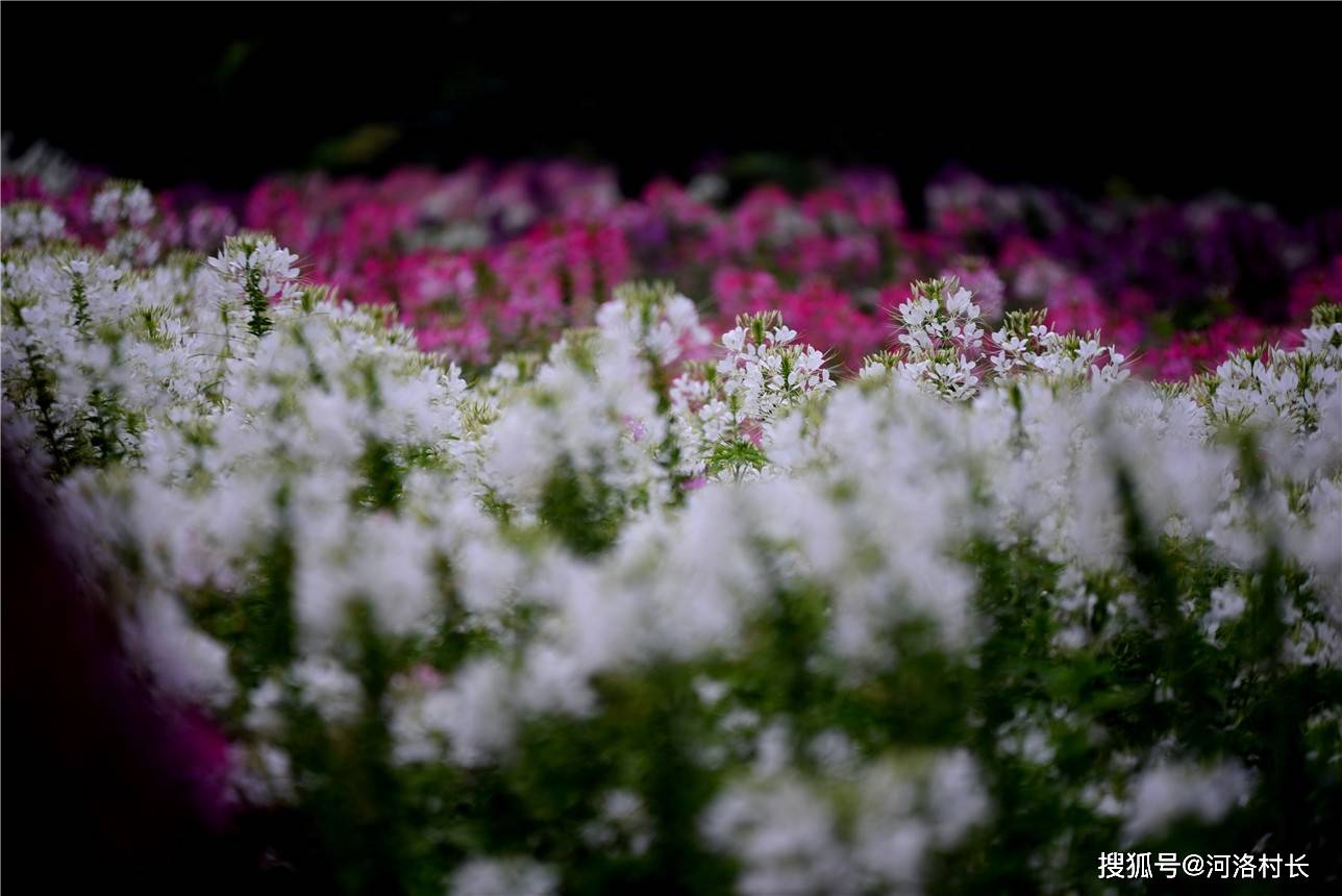 洛阳天囿牡丹园"网红花海欢乐节"隆重开幕金秋花海,天囿相约