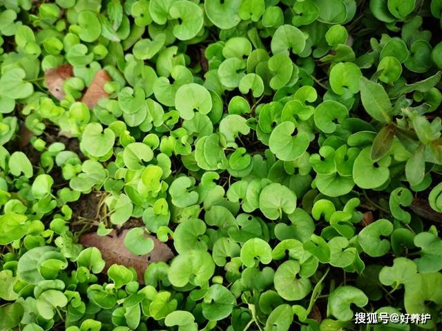 路邊的馬蹄金挖點回家吊起來比買的還美