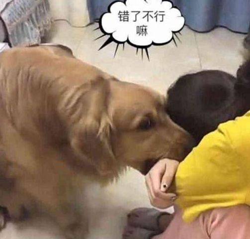 养宠物的人总有一种习惯,就是闲着没事总喜欢摸摸它,心想这是对宠物