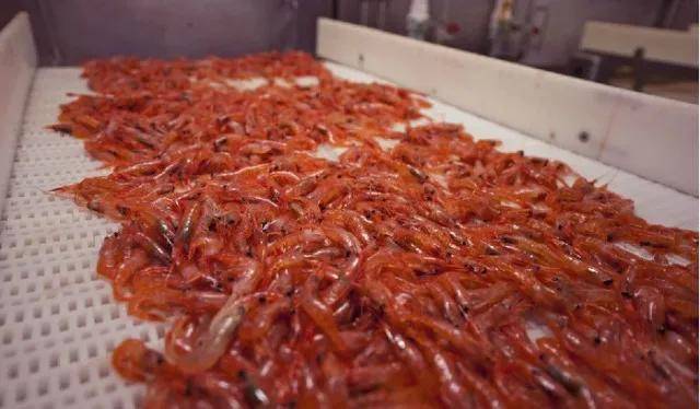 红色的虾:不一定是煮熟了,有些虾本身就是红色的