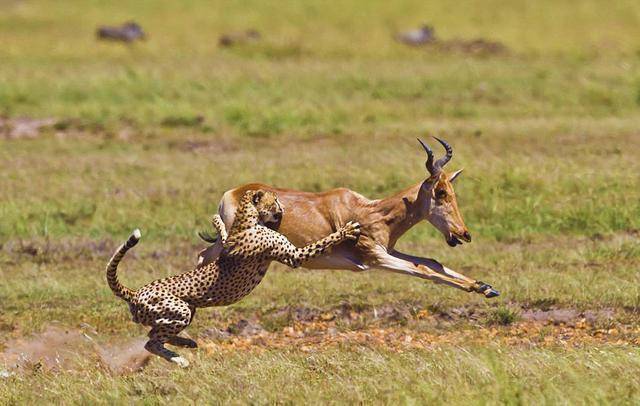 一名野外摄影师在非洲大陆上一只猎豹捕食的瞬间