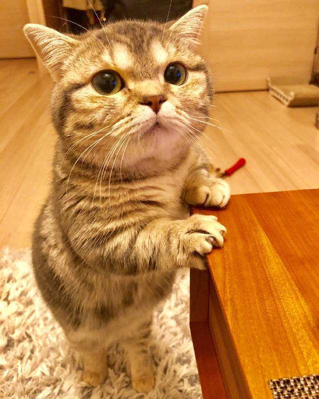 猫咪每天早晨叫醒主人,其实是猫咪给主人的"暗示"