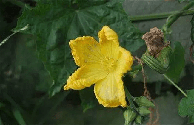 絲瓜爛花的原因及防治方法_手機搜狐網