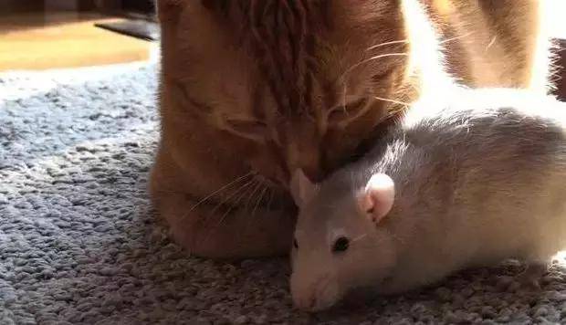 老鼠爱上猫咪,干啥都要凑一起,橘猫:别以为我减肥就不敢吃你!