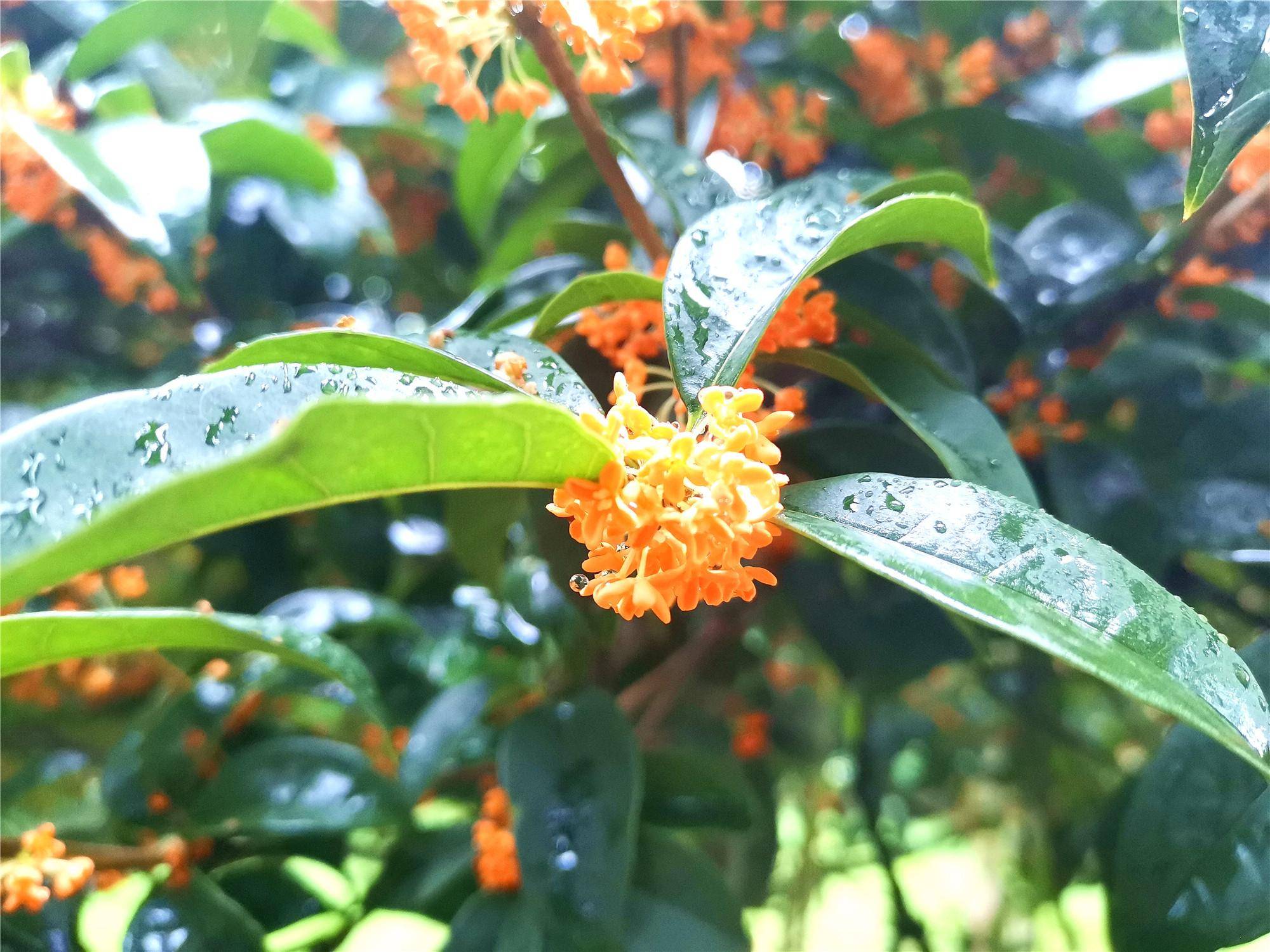 雨后桂花香更浓
