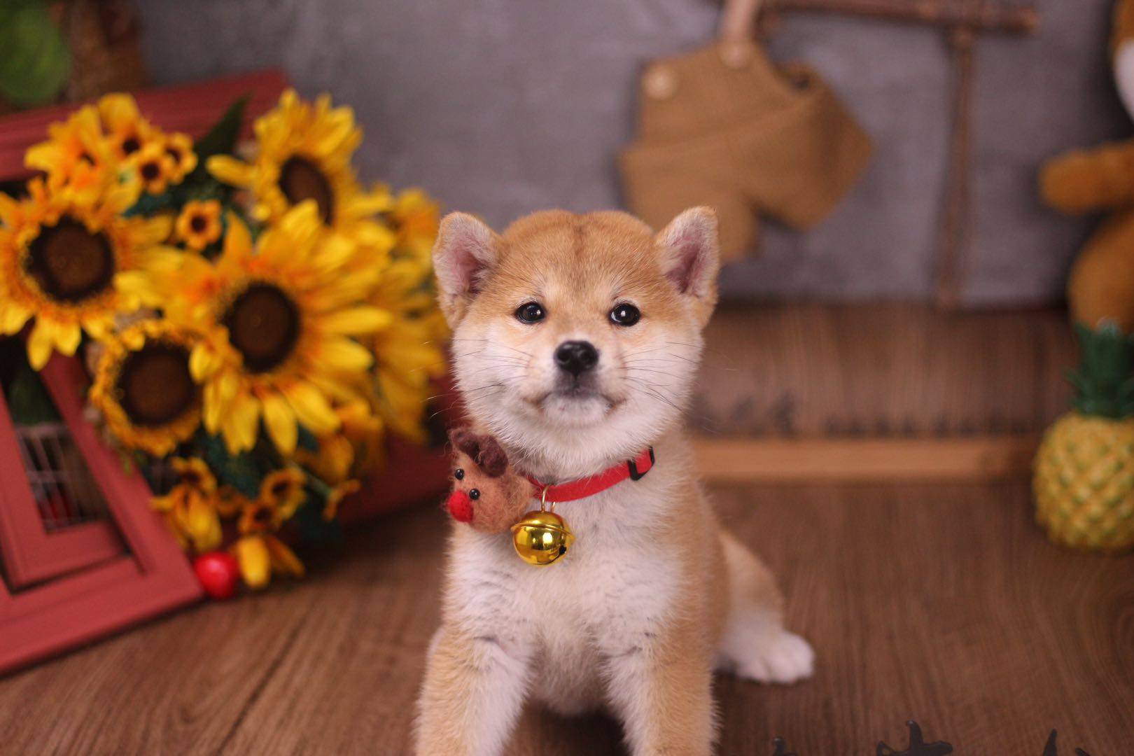 随着柴犬越来越火,想养柴犬的朋友也越来越多,不过柴犬蠢萌蠢萌的样子