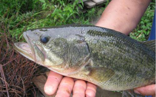 原創四種殘暴的淡水魚類在水裡稱王稱霸到飯桌上卻很美味