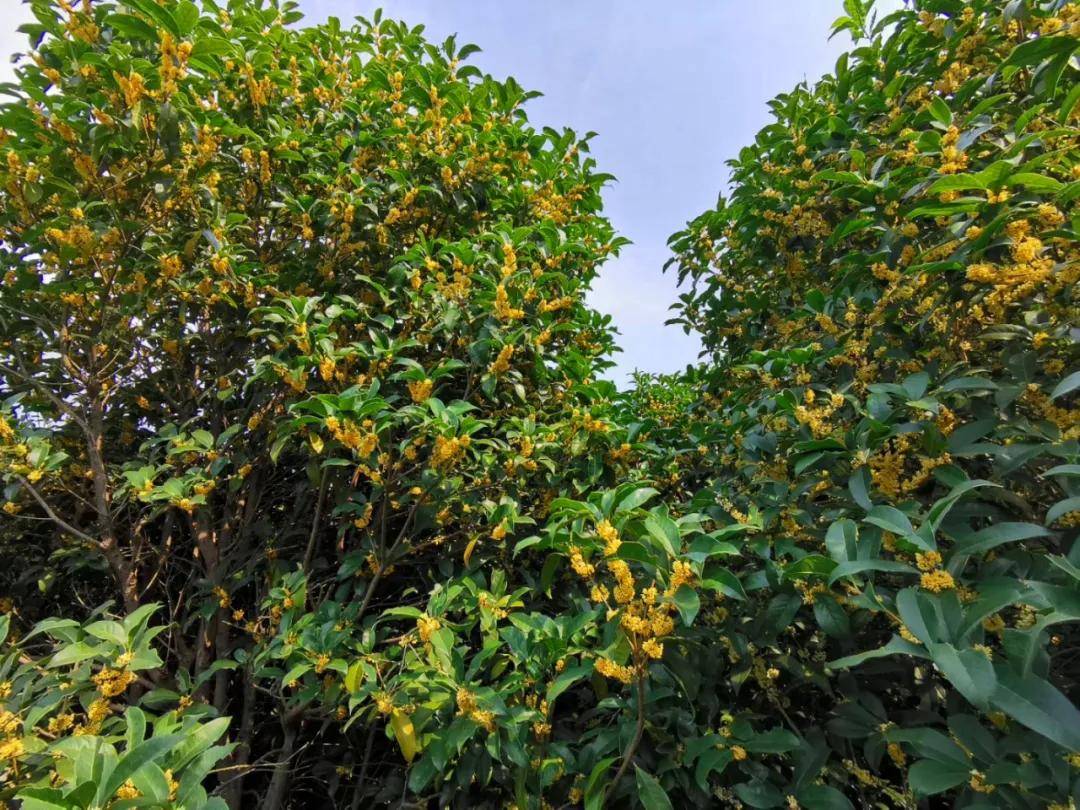 皇溝酒廠百畝桂花園,伴著醉人的酒香,笑迎四海的賓朋_手機搜狐網