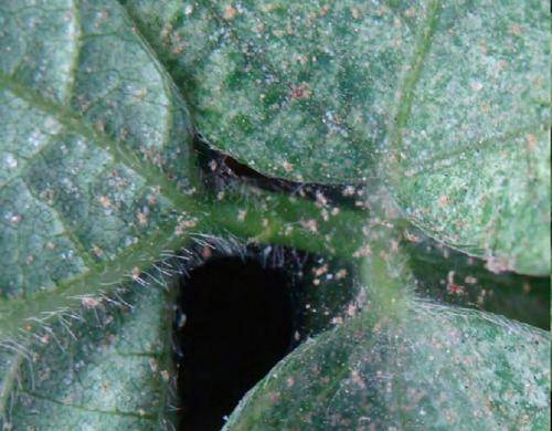 病虫害科普丨螨类的危害与防治