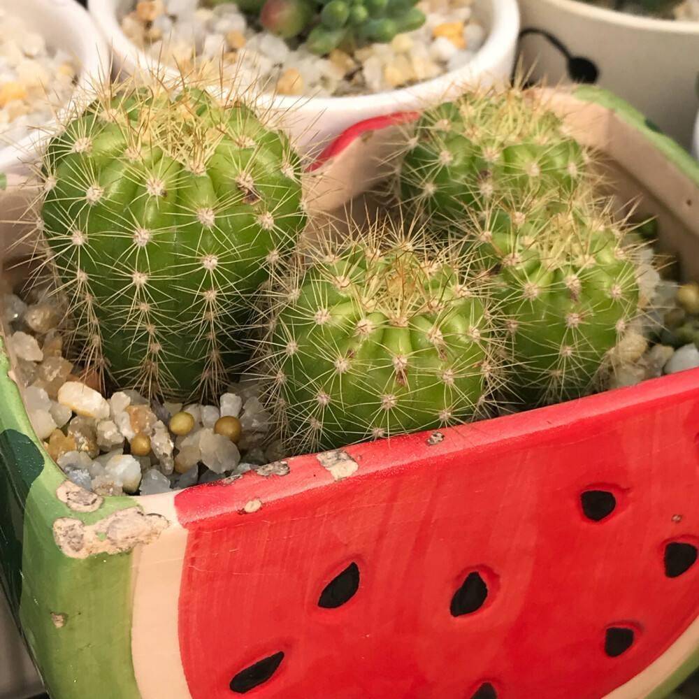 仙人球长不大,不分株,不如剪一下,在旁边蹭蹭冒出小仙人球