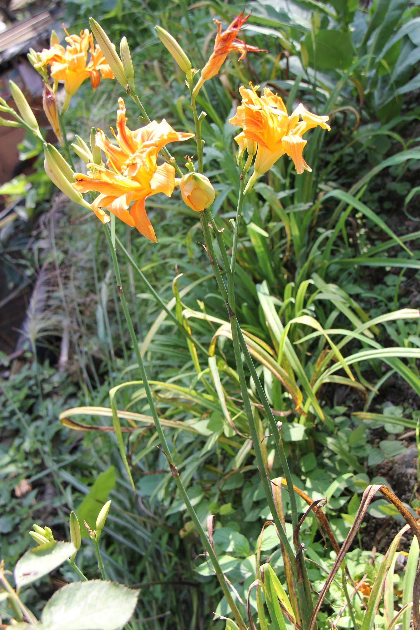 庆元植物1274-百合科-萱草属-重瓣萱草(变种)