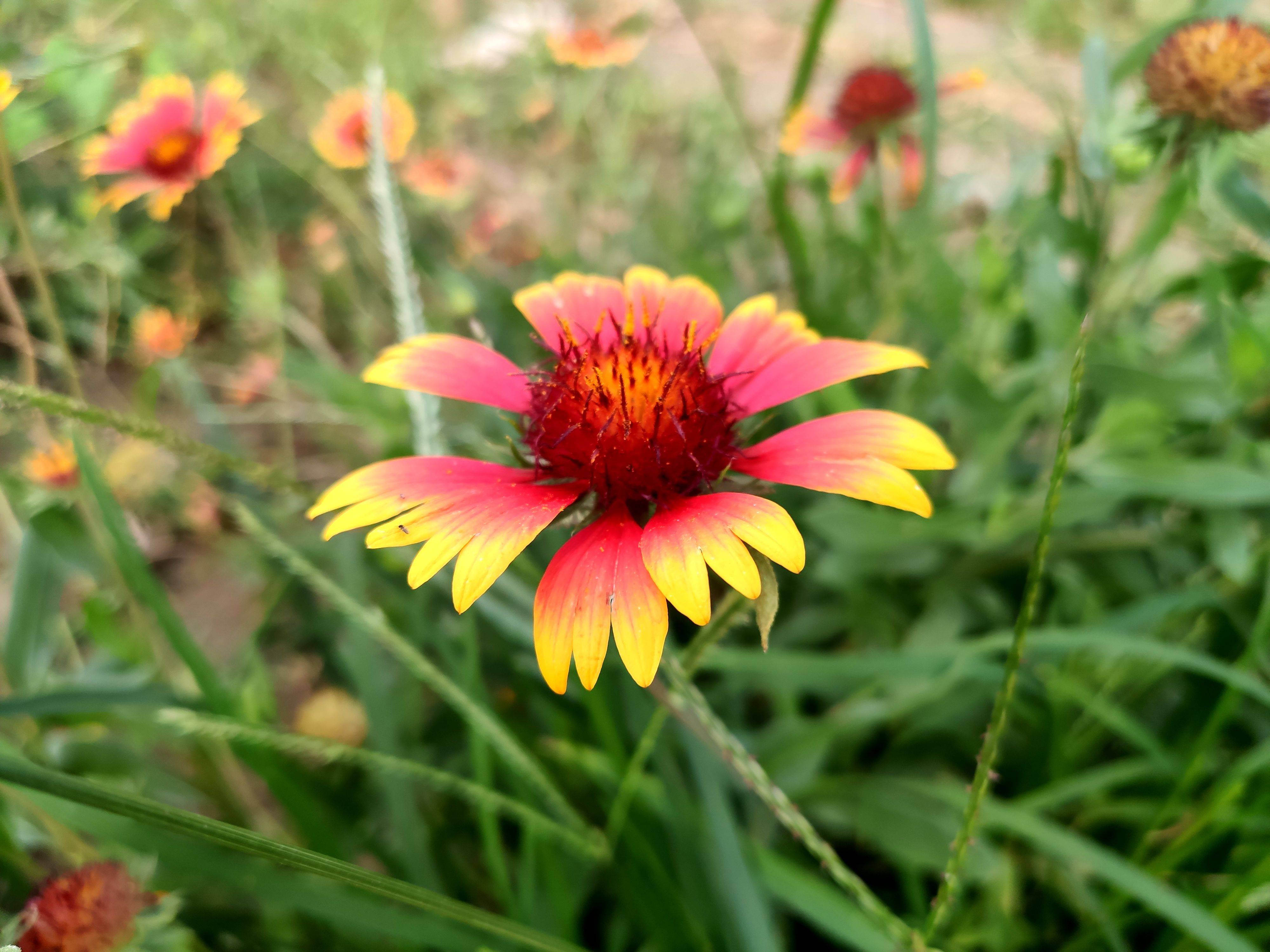 米9手机记录的漂亮花卉矢车天人菊